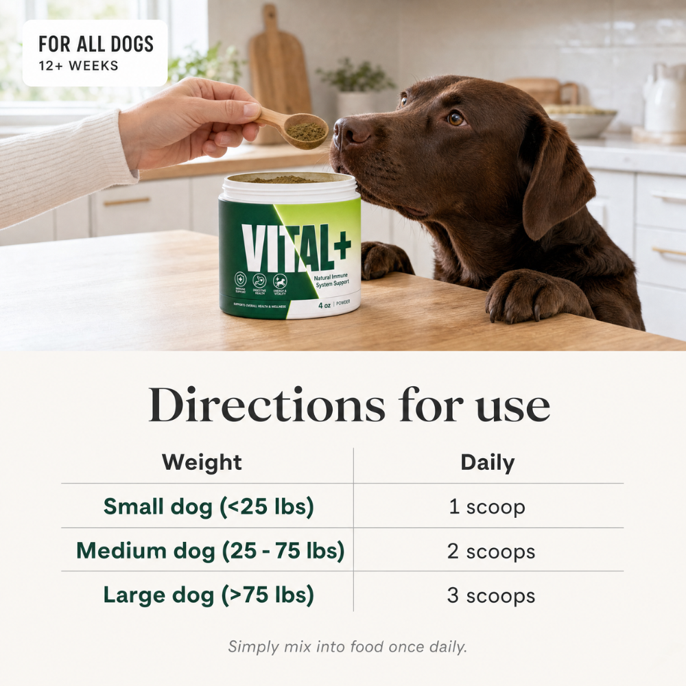 VITAL+ | Natural immune system support